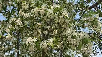 春季自然风光花草树木实拍视频素材视频的预览图